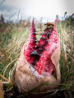 Červená houba hadovka smrdutá (Phallus impudicus) v trávě detailně zblízka.