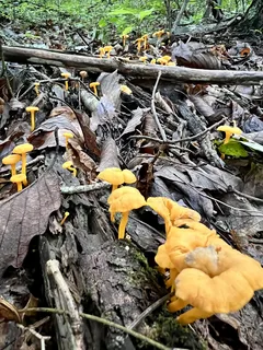 Houby Craterellus ignicolor rostoucí na pařezu v lese