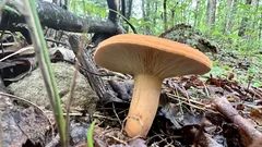 Houba Lactifluus volemus rostoucí v lese