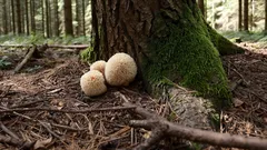 Houby muchomůrky na mechu u stromu v lese, detail přírody v českém lese.