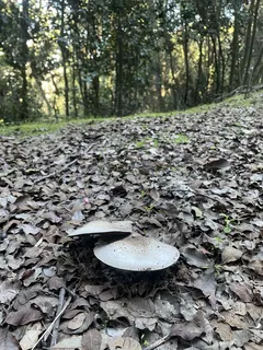 Houby rostoucí mezi opadaným listím v lese