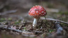 červená a bílá jedovatá houba muchomůrka v lese zblízka