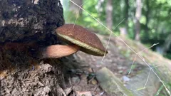 Houba rostoucí z kůry stromu v lese