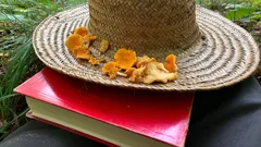 Slaměný klobouk s liškami na vrchu, položený na červené knize v přírodě