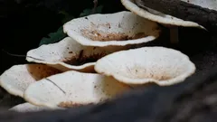 Houby rostoucí na pařezu stromu ve skupině