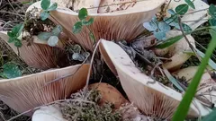 Hřiby rozříznuté v lese, detail na lupeny a okolní vegetaci
