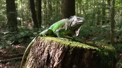 Leguán sedící na pařezu v lese, přírodní prostředí, zelená barva, denní světlo