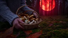 Košík hub v lese při západu slunce, podzimní houbaření v přírodě