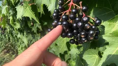 Tmavé bobule v lese klamou vzhledem – takto vás mohou dostat do nesnází