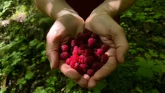 Čerstvé maliny v dlaních, sklizené v lese, přírodní ovoce, zdravá svačina
