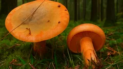 Proč ryzce milují čeští houbaři: jedinečný poklad našich lesů